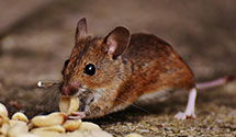 24 Hour & Emergency Exterminators in Taconic, CT